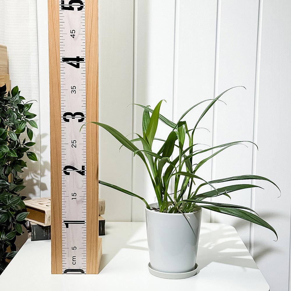 PLANCHU 観葉植物 エピプレムナム アンプリッシマム 4号鉢 受け皿付き 育て方説明書付き Epipremnum amplissimum アロイド