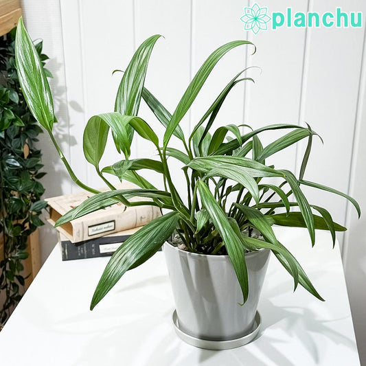 PLANCHU 観葉植物 エピプレムナム アンプリッシマム 5号鉢 受け皿付き 育て方説明書付き Epipremnum amplissimum アロイド