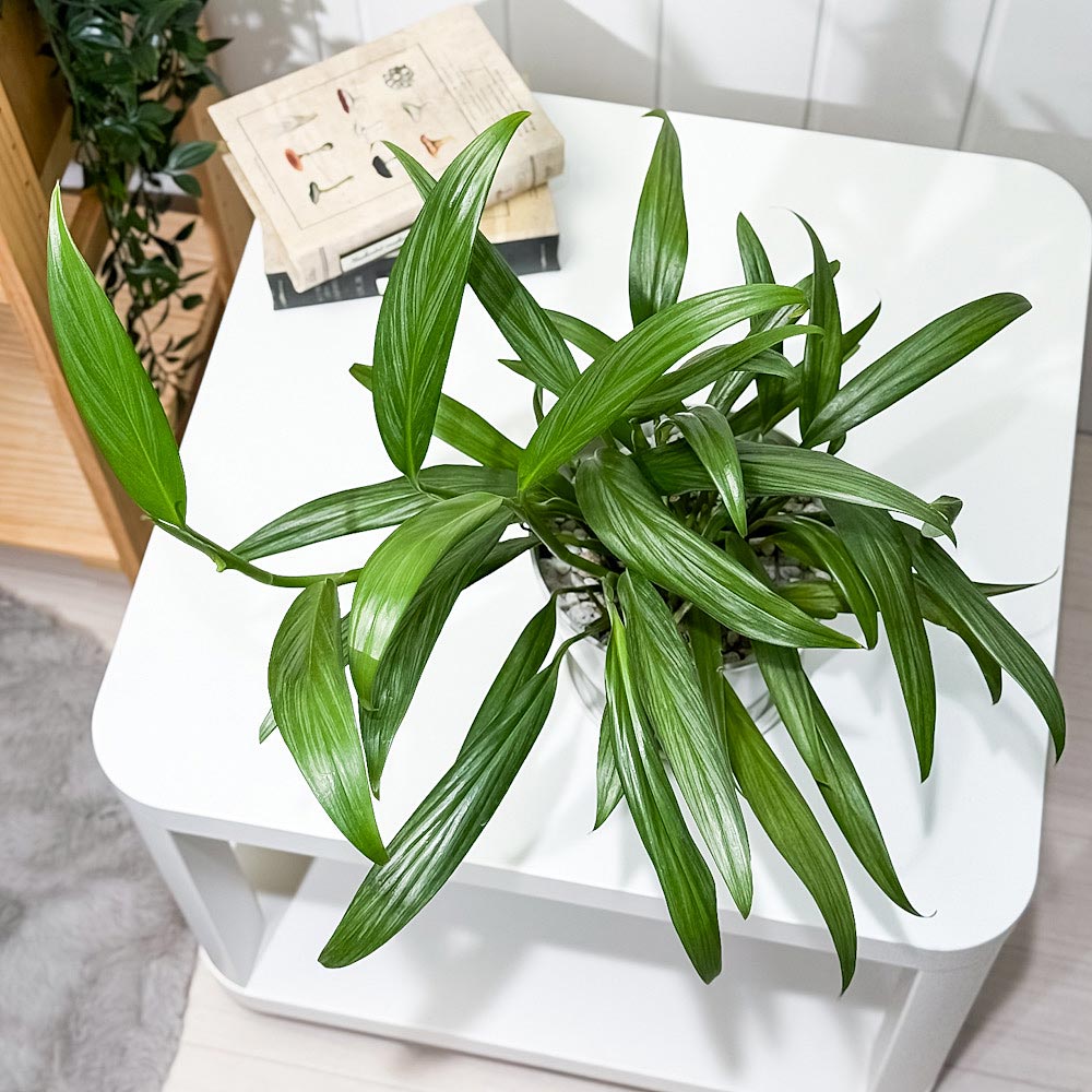 PLANCHU 観葉植物 エピプレムナム アンプリッシマム 5号鉢 受け皿付き 育て方説明書付き Epipremnum amplissimum アロイド