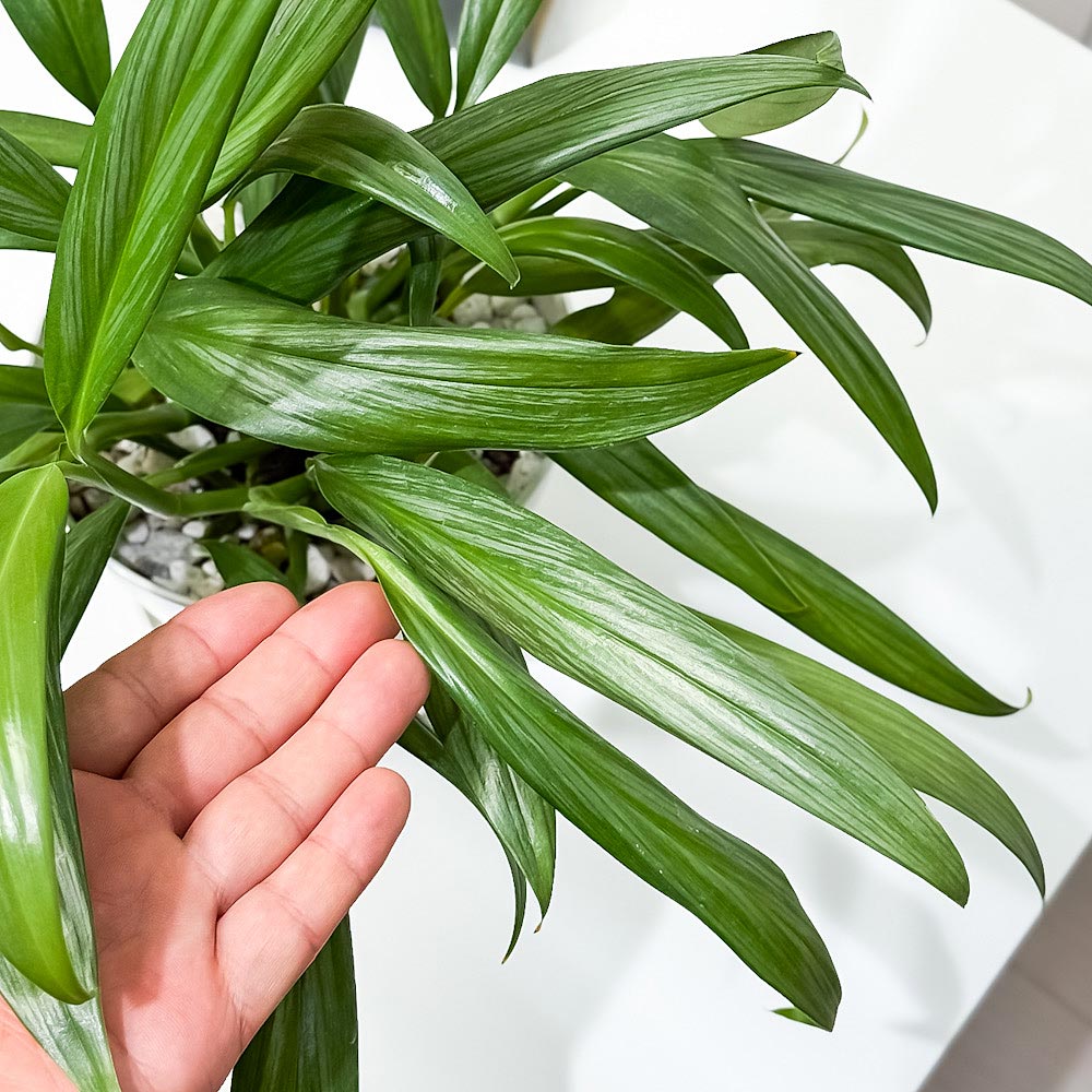 PLANCHU 観葉植物 エピプレムナム アンプリッシマム 5号鉢 受け皿付き 育て方説明書付き Epipremnum amplissimum アロイド