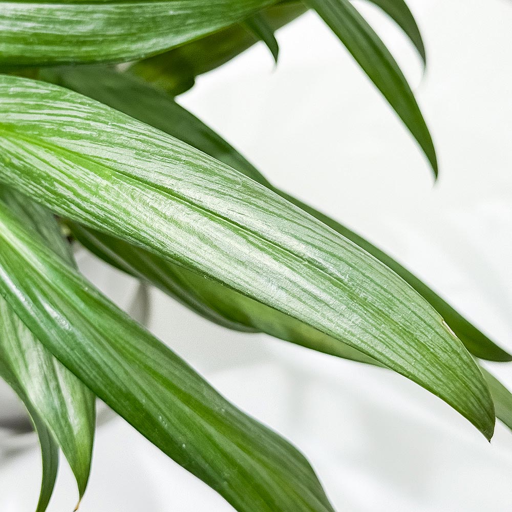 PLANCHU 観葉植物 エピプレムナム アンプリッシマム 5号鉢 受け皿付き 育て方説明書付き Epipremnum amplissimum アロイド