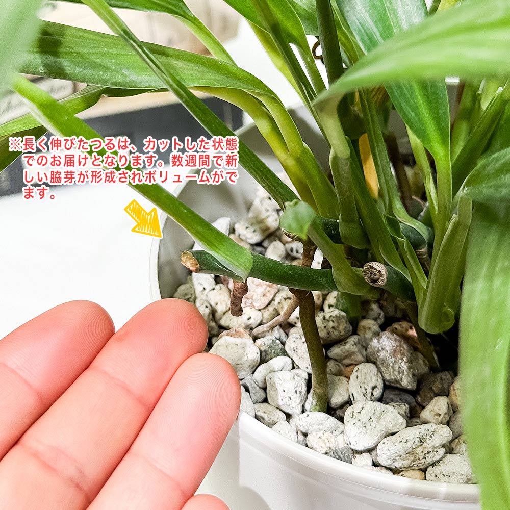 PLANCHU 観葉植物 エピプレムナム アンプリッシマム 5号鉢 受け皿付き 育て方説明書付き Epipremnum amplissimum アロイド