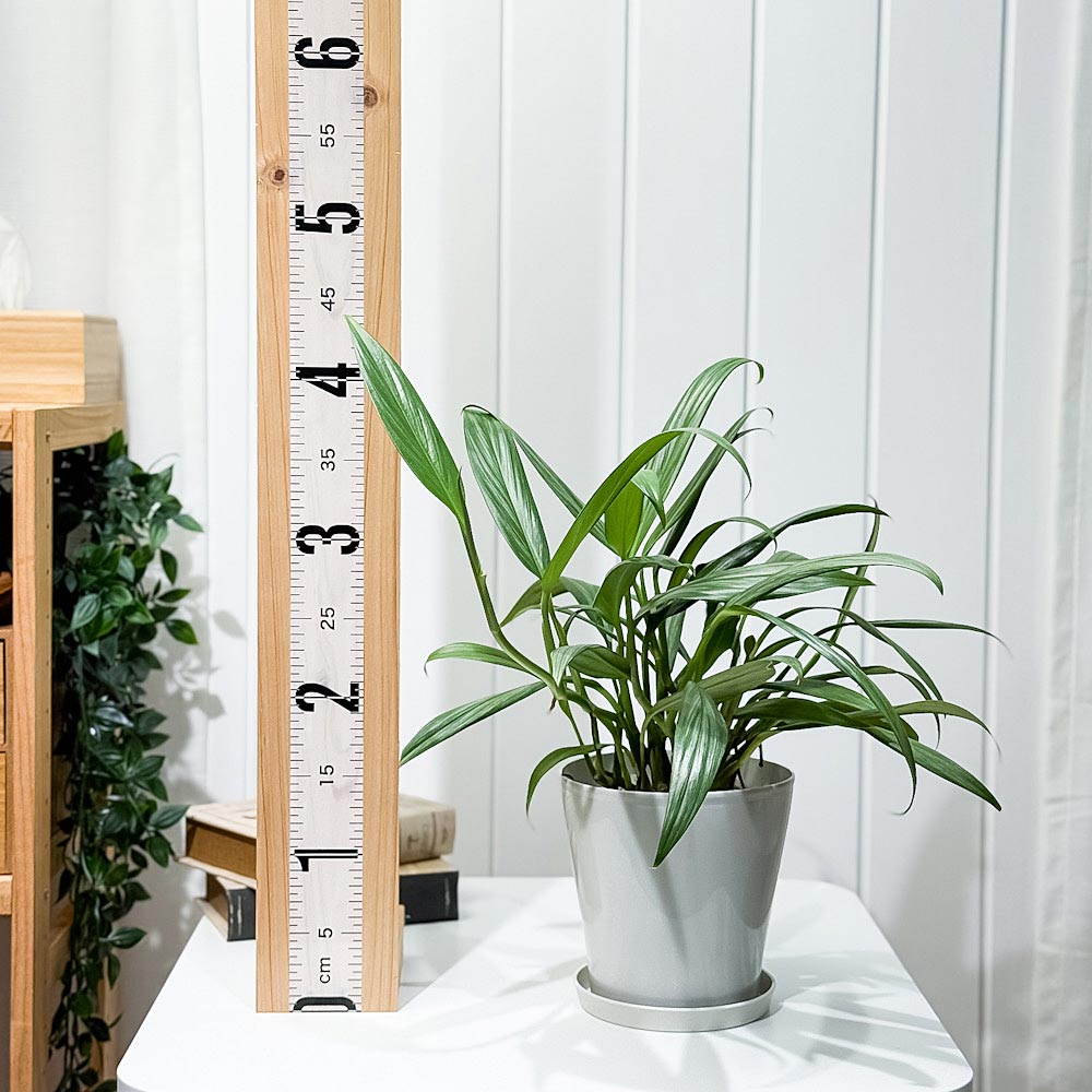 PLANCHU 観葉植物 エピプレムナム アンプリッシマム 5号鉢 受け皿付き 育て方説明書付き Epipremnum amplissimum アロイド