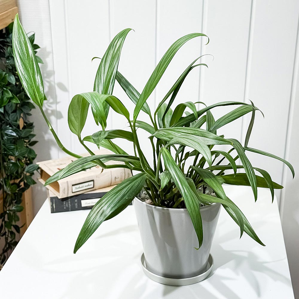 PLANCHU 観葉植物 エピプレムナム アンプリッシマム 5号鉢 受け皿付き 育て方説明書付き Epipremnum amplissimum アロイド