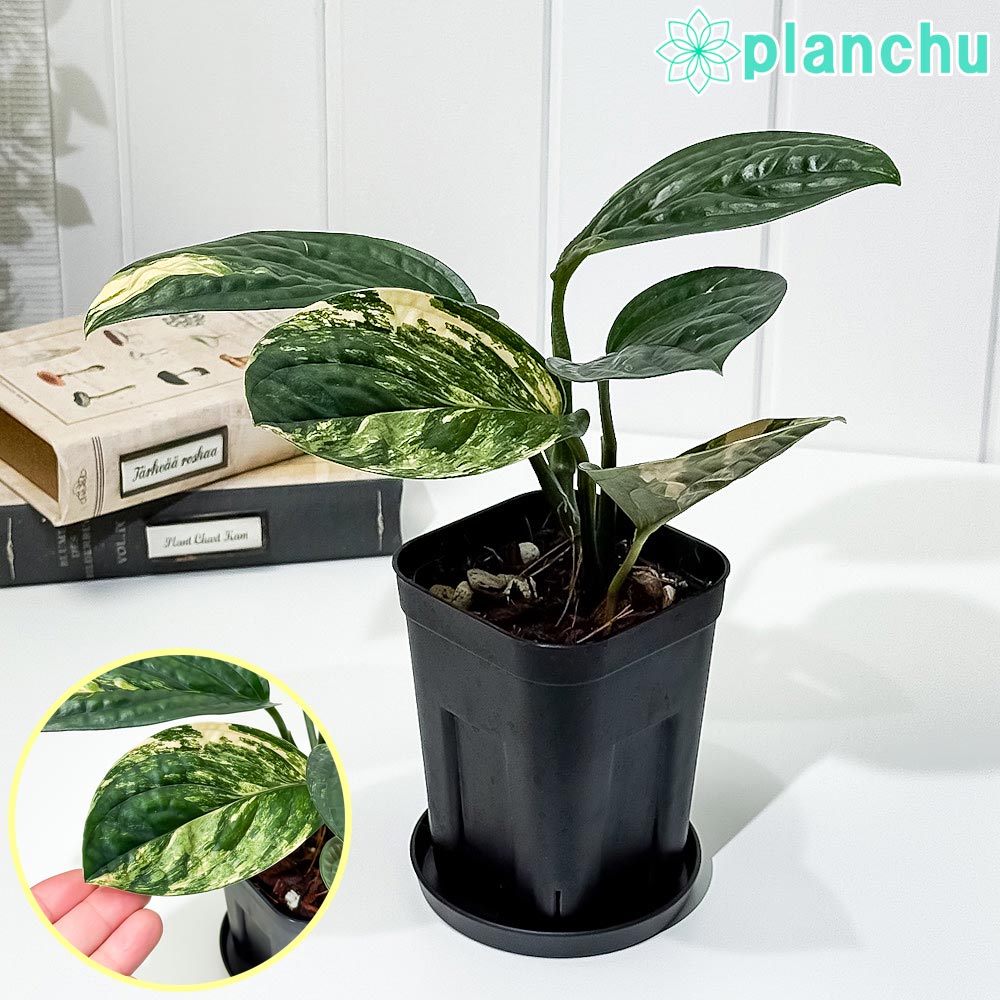PLANCHU 観葉植物 モンステラ カルステニアナム バリエガータ 3.5号スリット鉢 受け皿付き 育て方説明書付き Monstera karstenianum Variegated Peru 斑入り アロイド