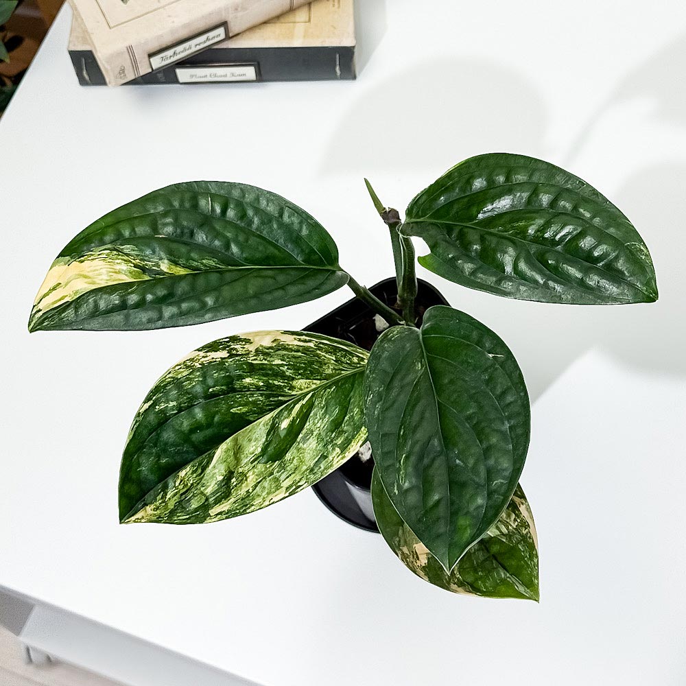 PLANCHU 観葉植物 モンステラ カルステニアナム バリエガータ 3.5号スリット鉢 受け皿付き 育て方説明書付き Monstera karstenianum Variegated Peru 斑入り アロイド