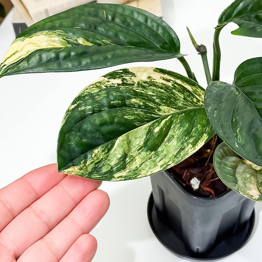 PLANCHU 観葉植物 モンステラ カルステニアナム バリエガータ 3.5号スリット鉢 受け皿付き 育て方説明書付き Monstera karstenianum Variegated Peru 斑入り アロイド