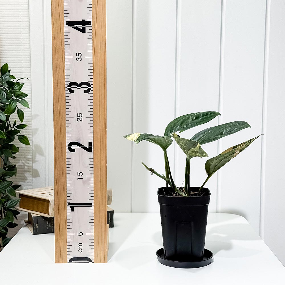 PLANCHU 観葉植物 モンステラ カルステニアナム バリエガータ 3.5号スリット鉢 受け皿付き 育て方説明書付き Monstera karstenianum Variegated Peru 斑入り アロイド