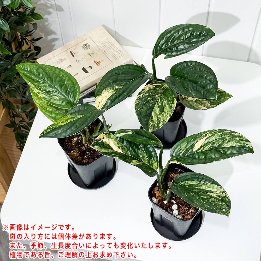 PLANCHU 観葉植物 モンステラ カルステニアナム バリエガータ 3.5号スリット鉢 受け皿付き 育て方説明書付き Monstera karstenianum Variegated Peru 斑入り アロイド