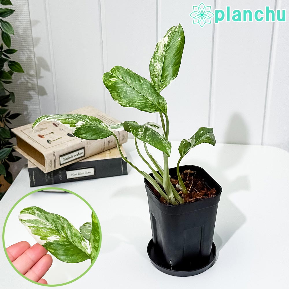 PLANCHU 観葉植物 モンステラ レクレリアナ バリエガータ 3.5号スリット鉢 受け皿付き 育て方説明書付き Monstera lechleriana Variegated 斑入り アロイド