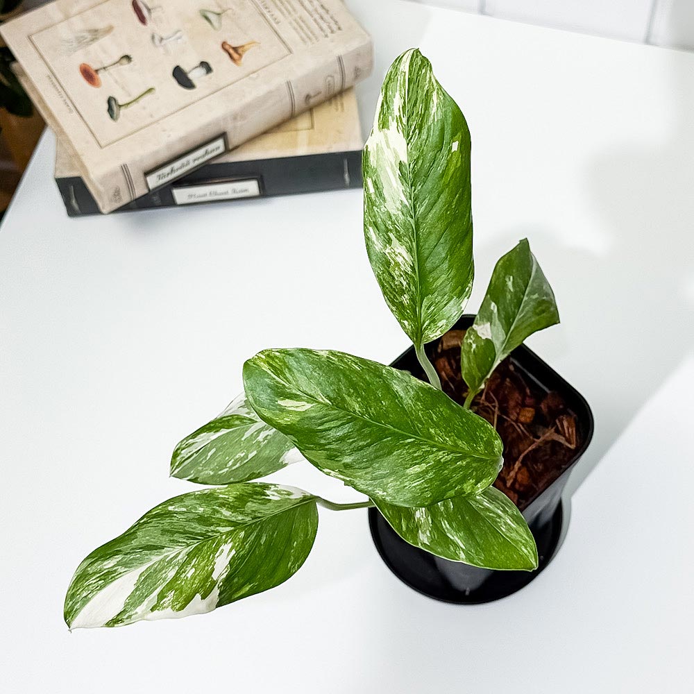 PLANCHU 観葉植物 モンステラ レクレリアナ バリエガータ 3.5号スリット鉢 受け皿付き 育て方説明書付き Monstera lechleriana Variegated 斑入り アロイド