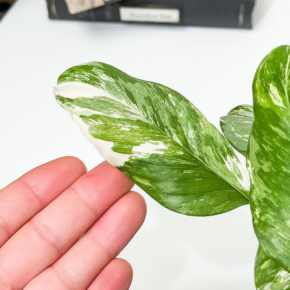 PLANCHU 観葉植物 モンステラ レクレリアナ バリエガータ 3.5号スリット鉢 受け皿付き 育て方説明書付き Monstera lechleriana Variegated 斑入り アロイド