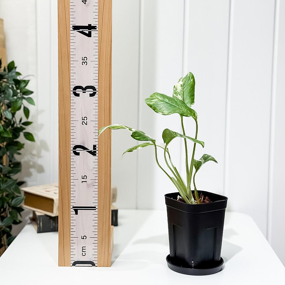 PLANCHU 観葉植物 モンステラ レクレリアナ バリエガータ 3.5号スリット鉢 受け皿付き 育て方説明書付き Monstera lechleriana Variegated 斑入り アロイド