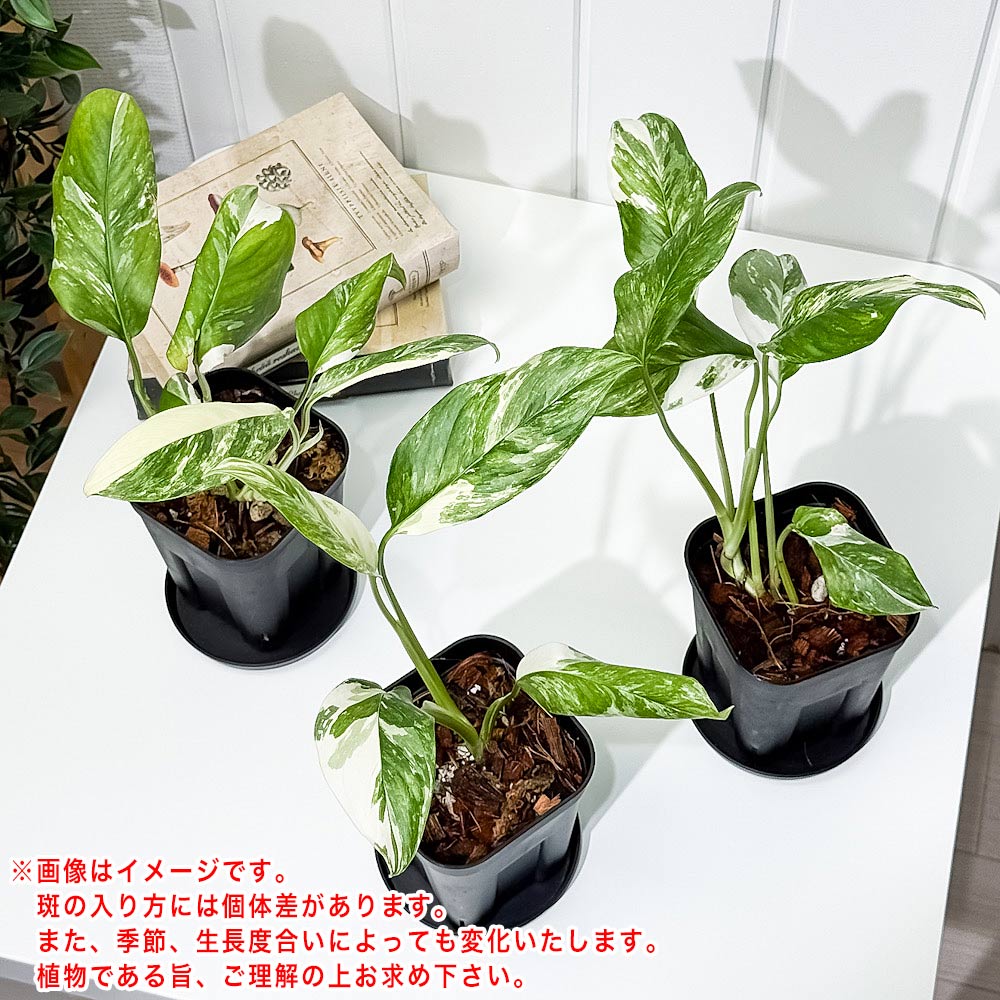 PLANCHU 観葉植物 モンステラ レクレリアナ バリエガータ 3.5号スリット鉢 受け皿付き 育て方説明書付き Monstera lechleriana Variegated 斑入り アロイド