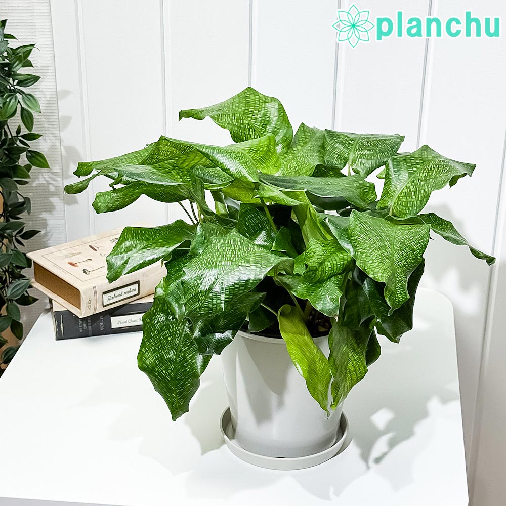 PLANCHU 観葉植物 カラテア ムサイカ 5号鉢 受け皿付き 育て方説明書付き Calathea musaica モザイク