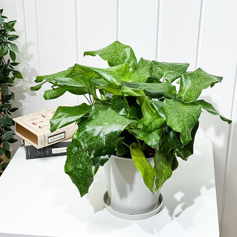 PLANCHU 観葉植物 カラテア ムサイカ 5号鉢 受け皿付き 育て方説明書付き Calathea musaica モザイク