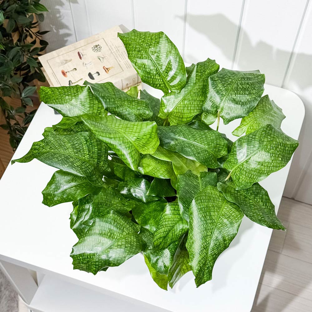 PLANCHU 観葉植物 カラテア ムサイカ 5号鉢 受け皿付き 育て方説明書付き Calathea musaica モザイク