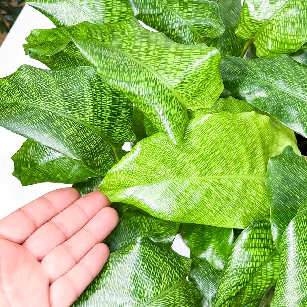 PLANCHU 観葉植物 カラテア ムサイカ 5号鉢 受け皿付き 育て方説明書