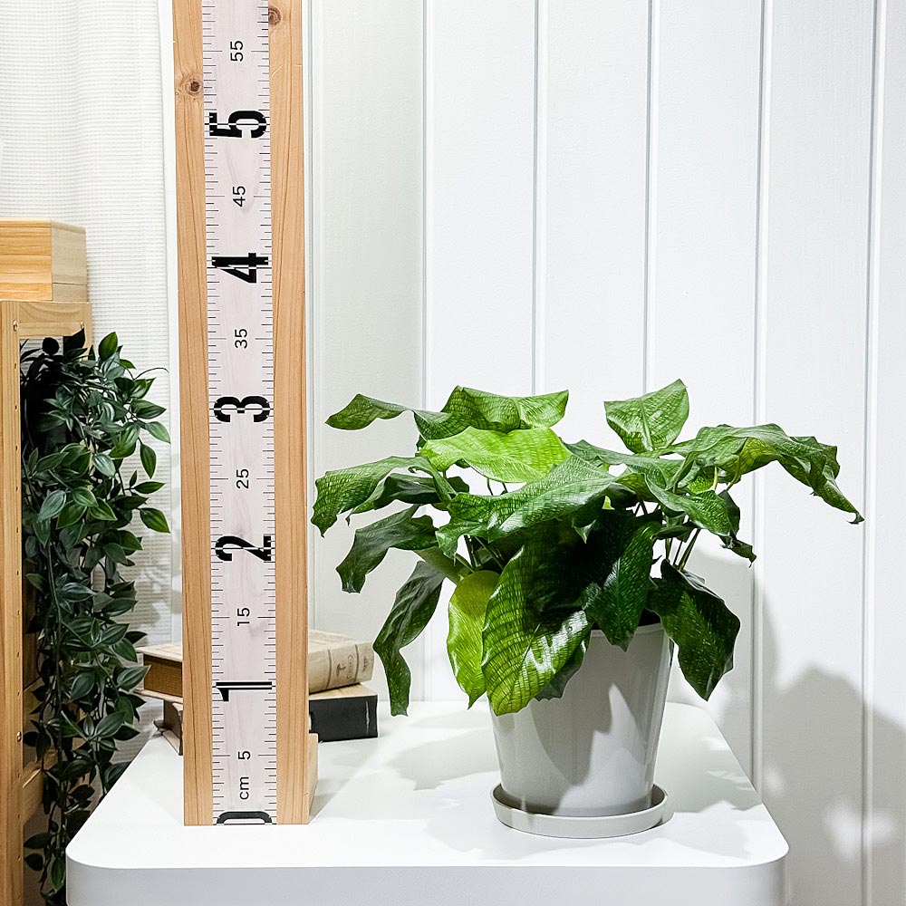 PLANCHU 観葉植物 カラテア ムサイカ 5号鉢 受け皿付き 育て方説明書付き Calathea musaica モザイク