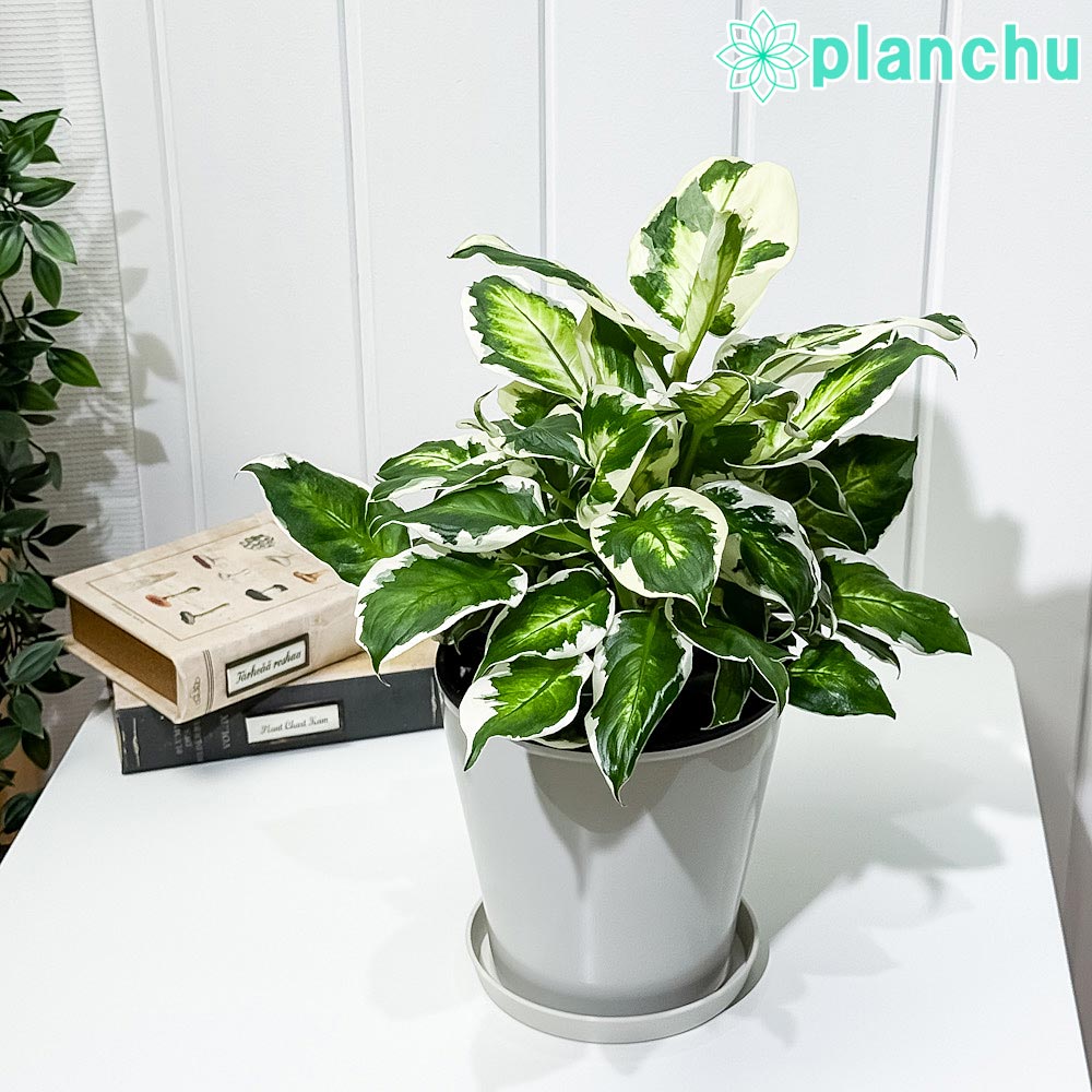 PLANCHU 観葉植物 ディフェンバキア クールビューティー 5号鉢 受け皿付き 育て方説明書付き PVP Dieffenbachia ‘Cool Beauty’ アロイド