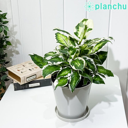PLANCHU 観葉植物 ディフェンバキア クールビューティー 5号鉢 受け皿付き 育て方説明書付き PVP Dieffenbachia ‘Cool Beauty’ アロイド