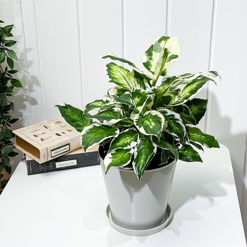 PLANCHU 観葉植物 ディフェンバキア クールビューティー 5号鉢 受け皿付き 育て方説明書付き PVP Dieffenbachia ‘Cool Beauty’ アロイド