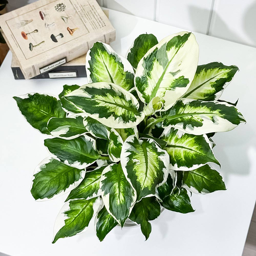 PLANCHU 観葉植物 ディフェンバキア クールビューティー 5号鉢 受け皿付き 育て方説明書付き PVP Dieffenbachia ‘Cool Beauty’ アロイド