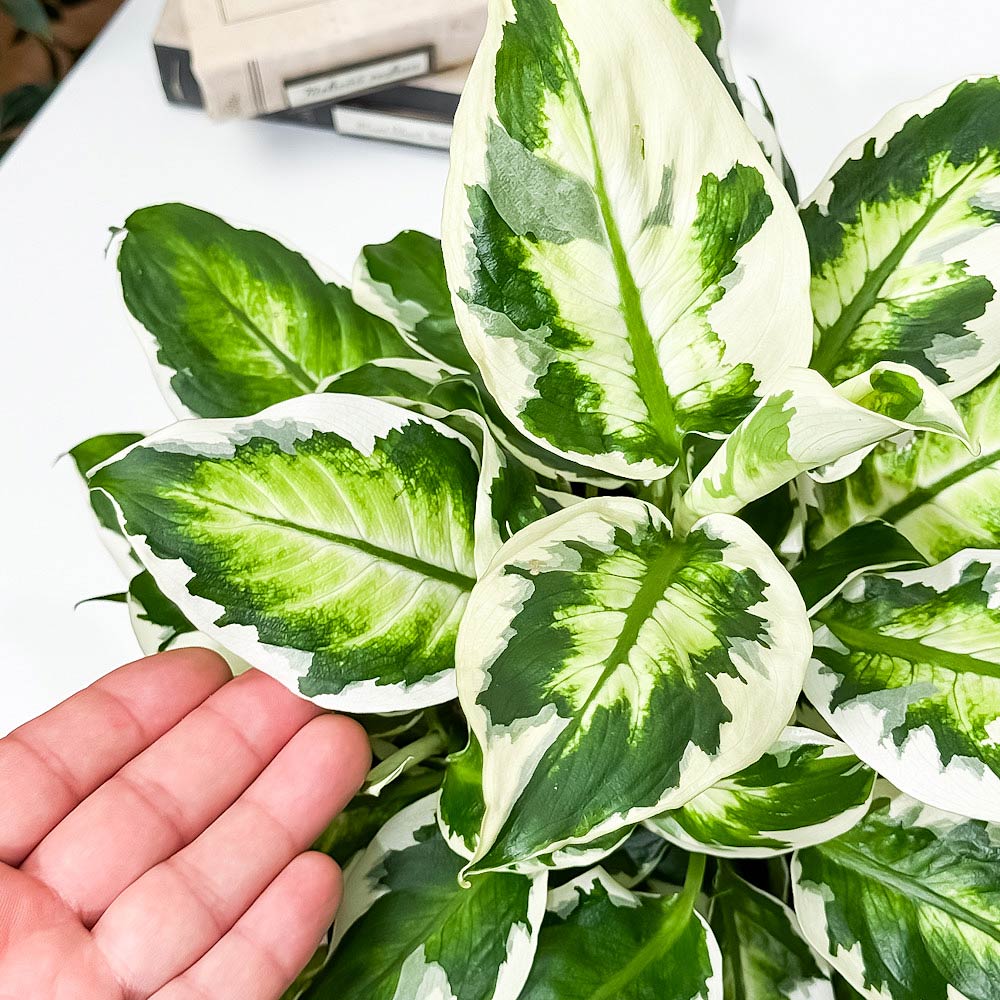 PLANCHU 観葉植物 ディフェンバキア クールビューティー 5号鉢 受け皿付き 育て方説明書付き PVP Dieffenbachia ‘Cool Beauty’ アロイド