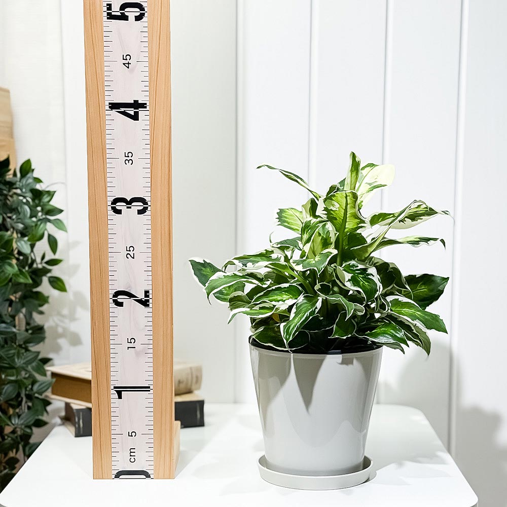 PLANCHU 観葉植物 ディフェンバキア クールビューティー 5号鉢 受け皿付き 育て方説明書付き PVP Dieffenbachia ‘Cool Beauty’ アロイド