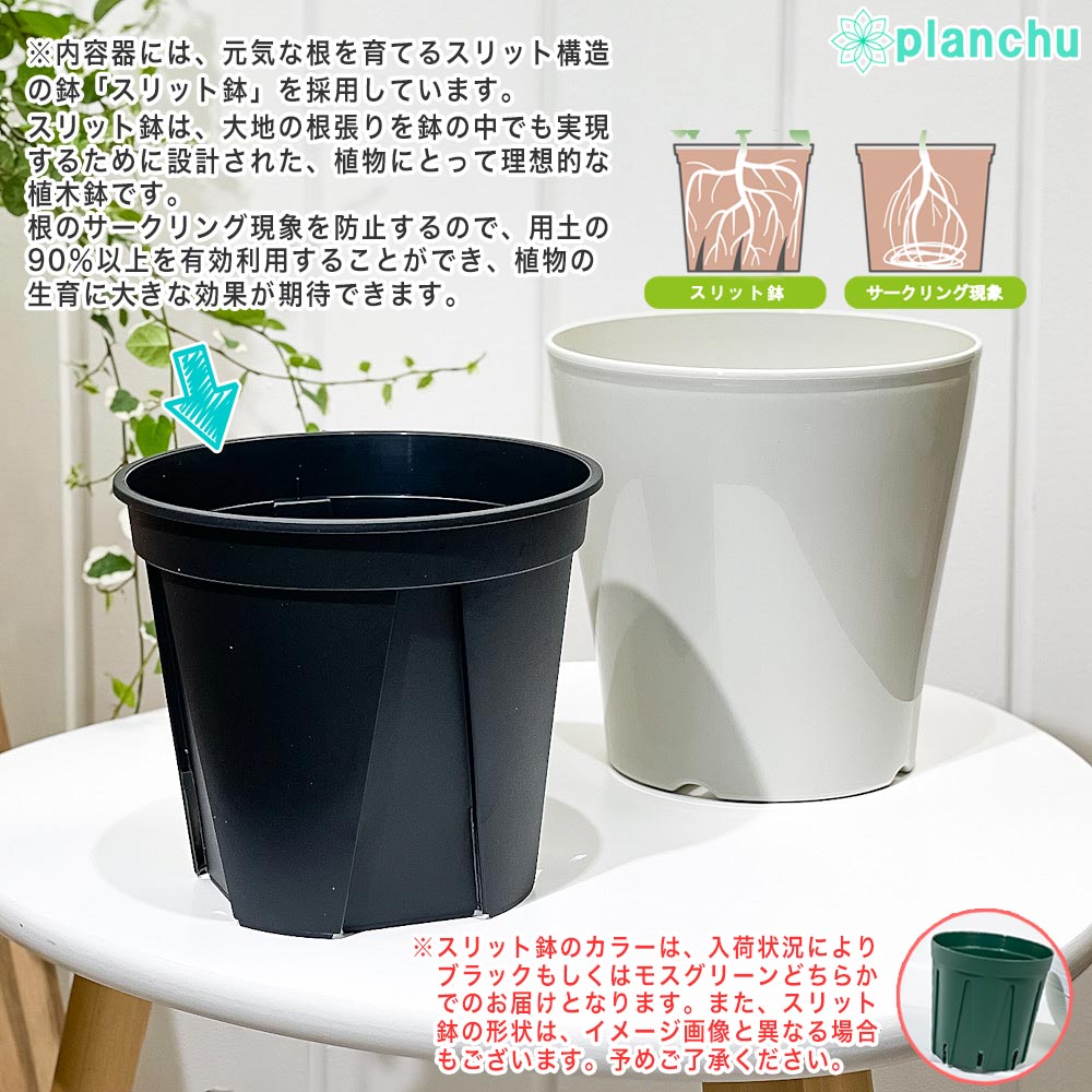 PLANCHU 観葉植物 ディフェンバキア クールビューティー 5号鉢 受け皿