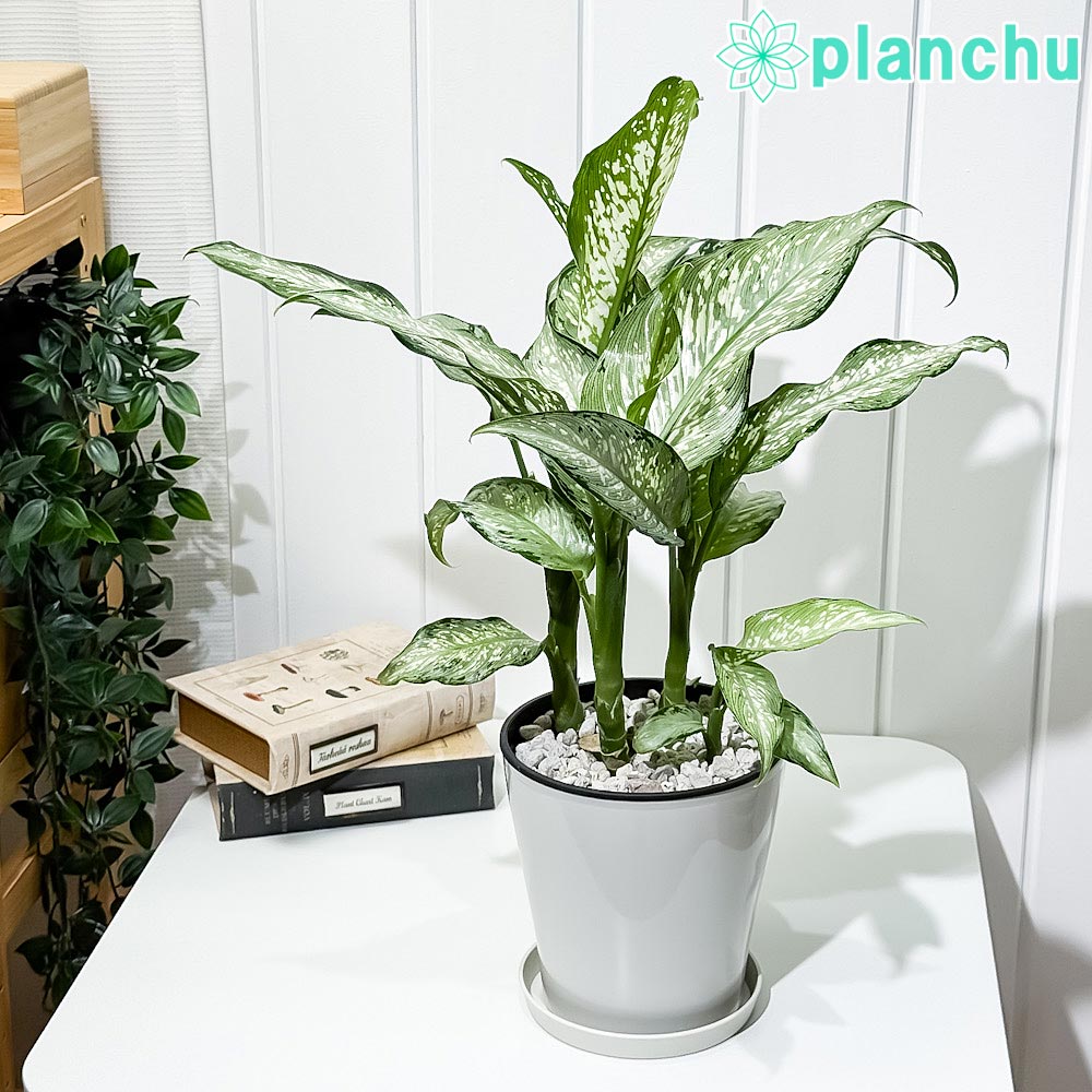 PLANCHU 観葉植物 ディフェンバキア ティキ 5号鉢 受け皿付き 育て方説明書付き Dieffenbachia ‘Tiki’ アロイド