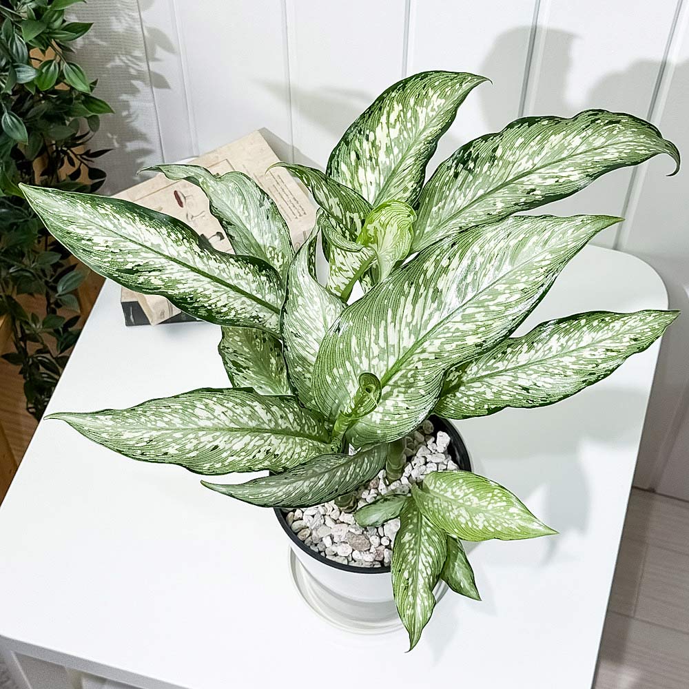 PLANCHU 観葉植物 ディフェンバキア ティキ 5号鉢 受け皿付き 育て方