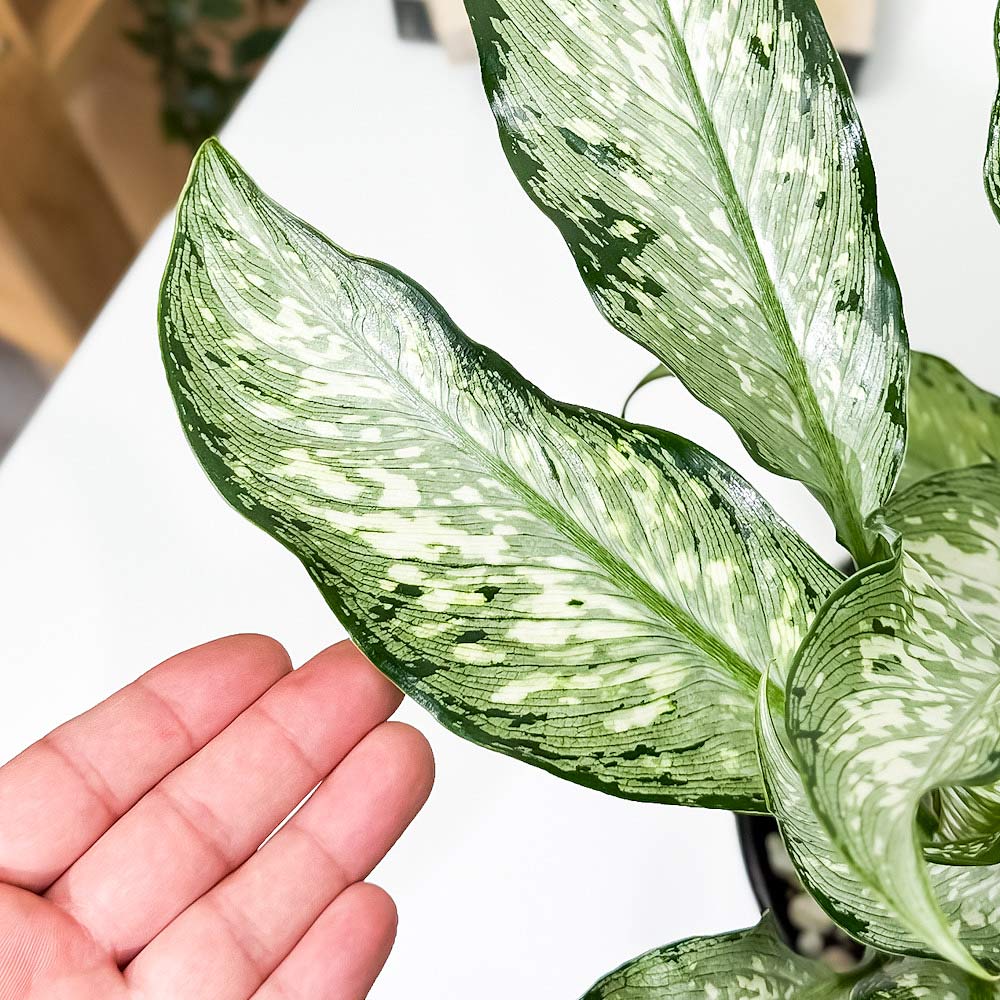 PLANCHU 観葉植物 ディフェンバキア ティキ 5号鉢 受け皿付き 育て方