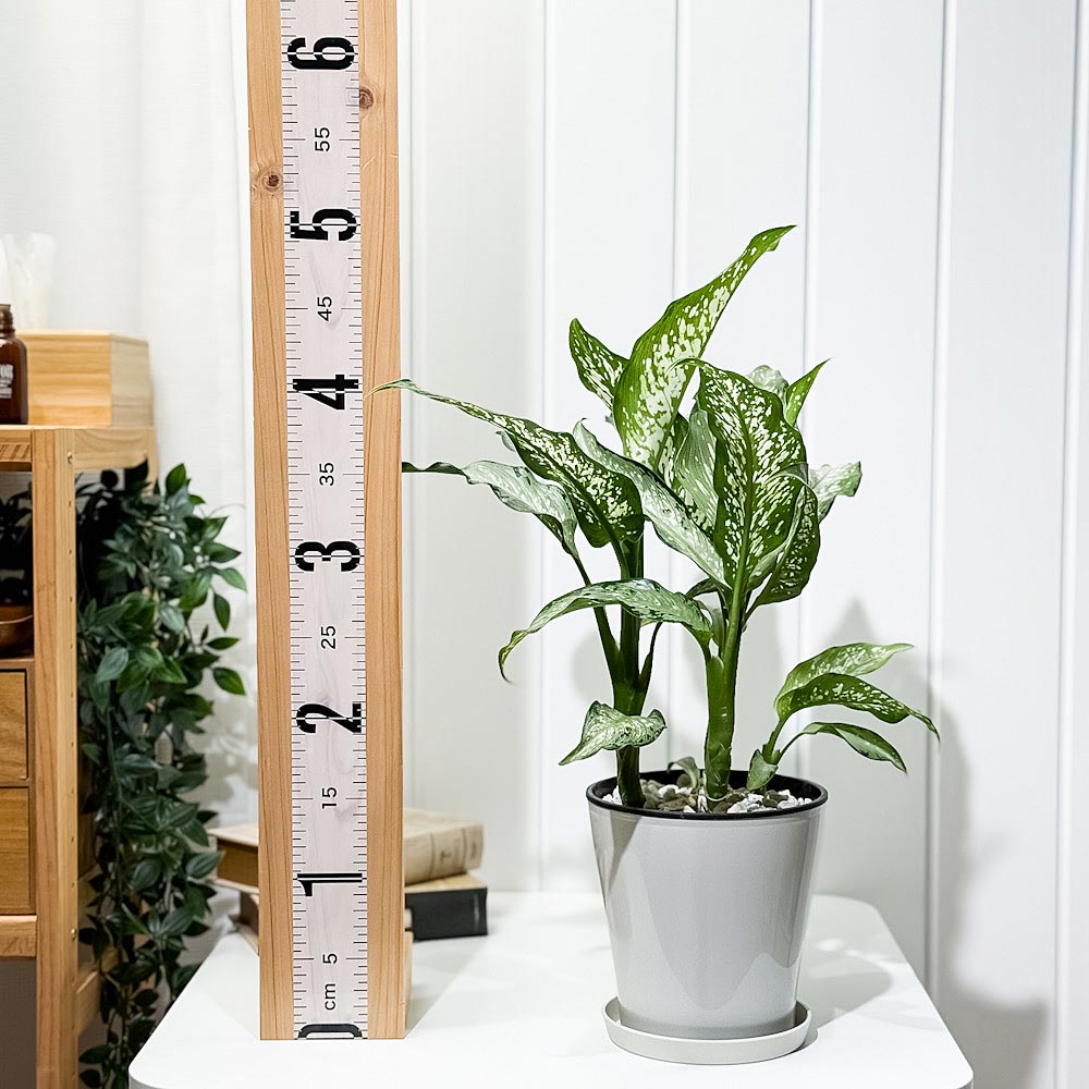 PLANCHU 観葉植物 ディフェンバキア ティキ 5号鉢 受け皿付き 育て方説明書付き Dieffenbachia ‘Tiki’ アロイド