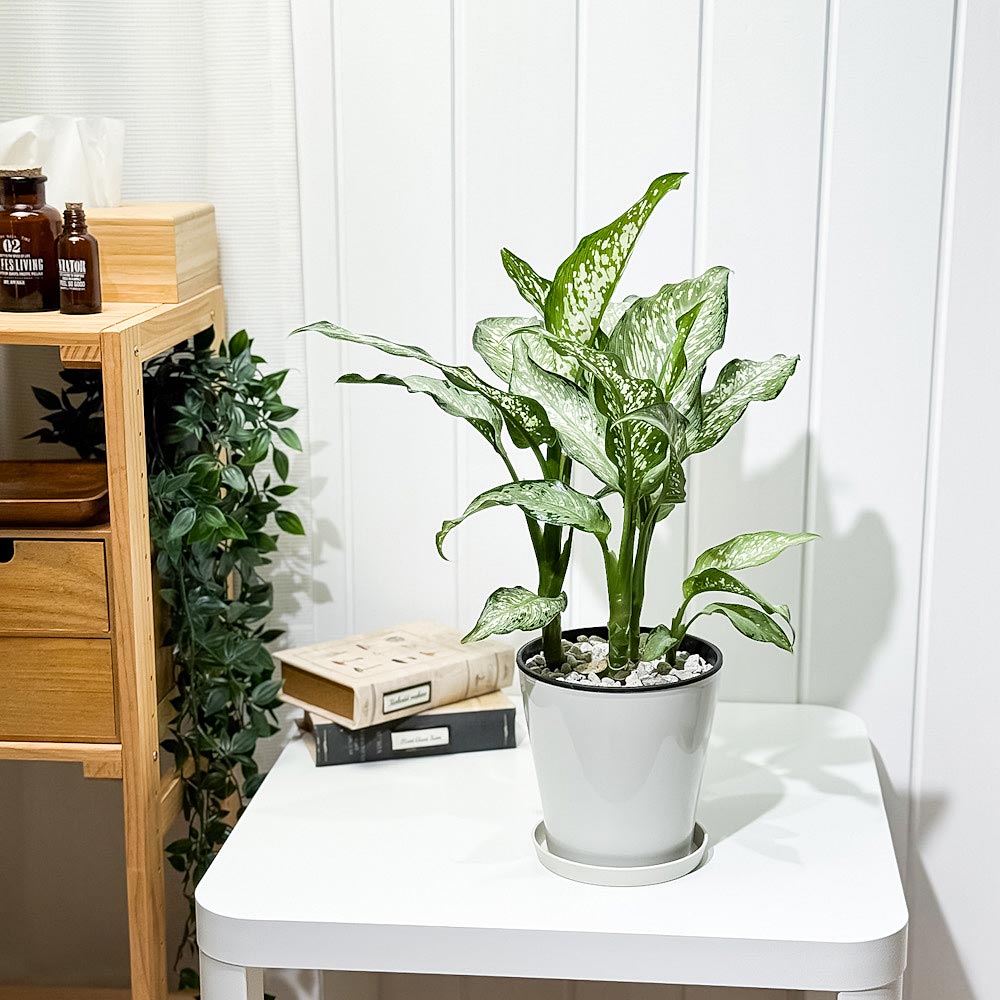 PLANCHU 観葉植物 ディフェンバキア ティキ 5号鉢 受け皿付き 育て方説明書付き Dieffenbachia ‘Tiki’ アロイド