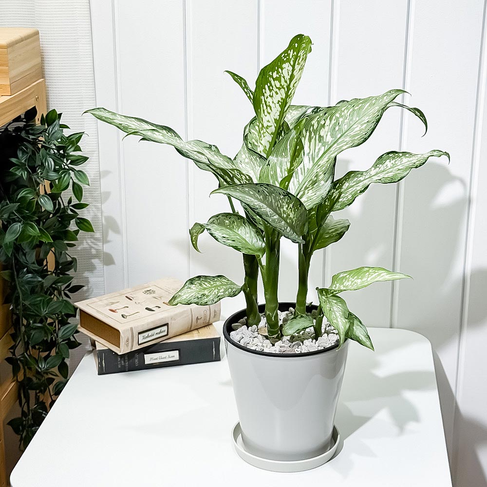 PLANCHU 観葉植物 ディフェンバキア ティキ 5号鉢 受け皿付き 育て方説明書付き Dieffenbachia ‘Tiki’ アロイド