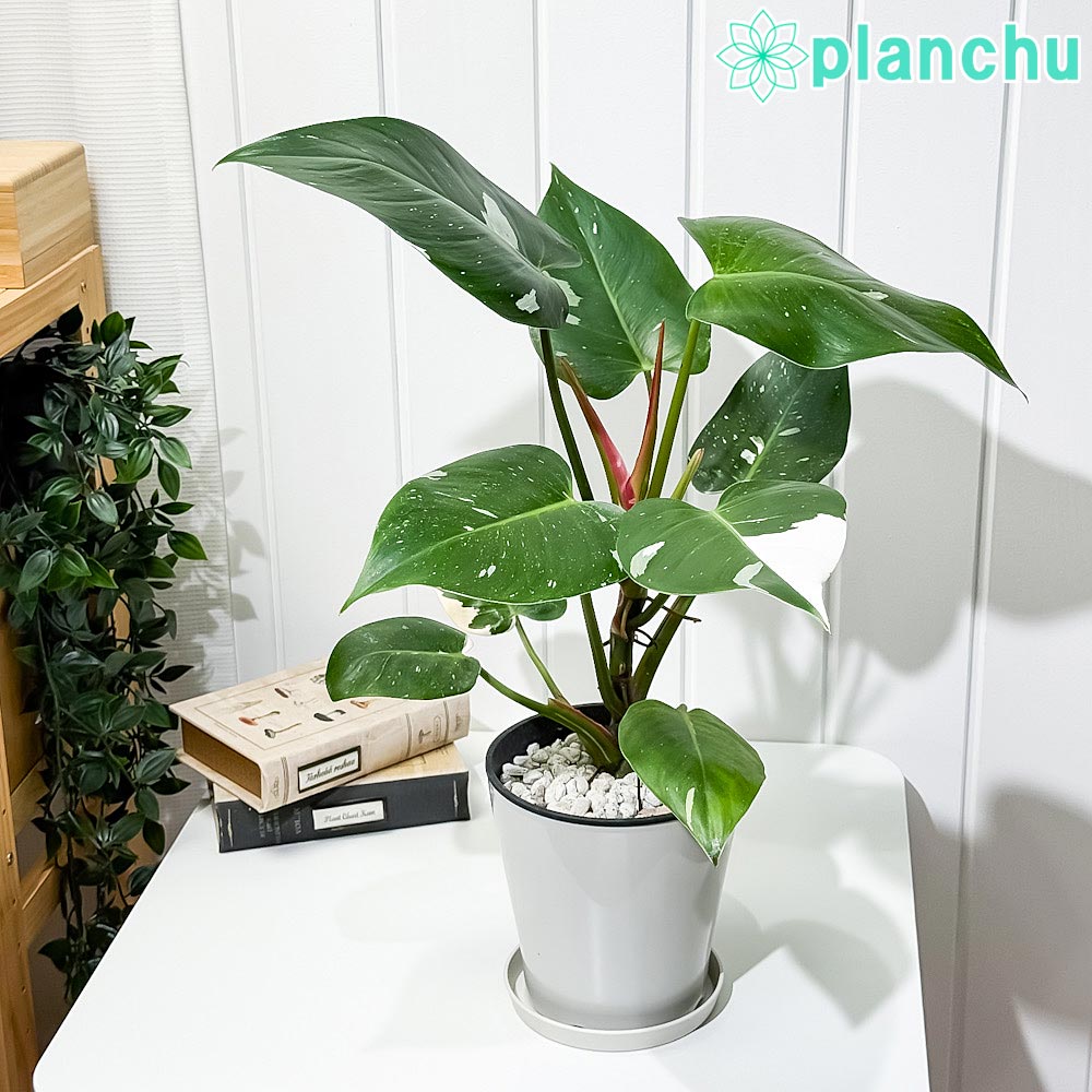 PLANCHU 観葉植物 フィロデンドロン ホワイトプリンセス 5号鉢 受け皿付き 育て方説明書付き Philodendron ‘White Princess’ アロイド