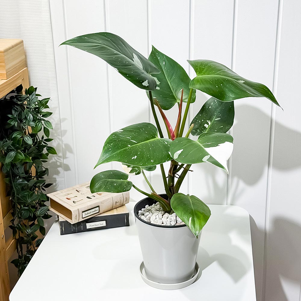 PLANCHU 観葉植物 フィロデンドロン ホワイトプリンセス 5号鉢 受け皿付き 育て方説明書付き Philodendron ‘White Princess’ アロイド