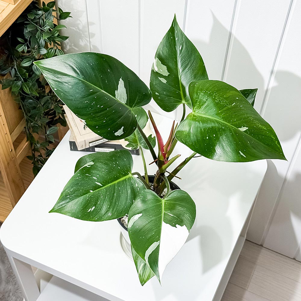 PLANCHU 観葉植物 フィロデンドロン ホワイトプリンセス 5号鉢 受け皿付き 育て方説明書付き Philodendron ‘White Princess’ アロイド