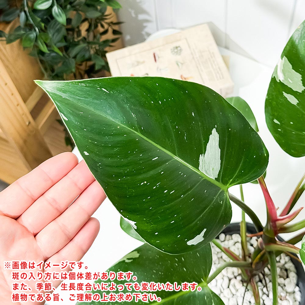 PLANCHU 観葉植物 フィロデンドロン ホワイトプリンセス 5号鉢 受け皿付き 育て方説明書付き Philodendron ‘White Princess’ アロイド