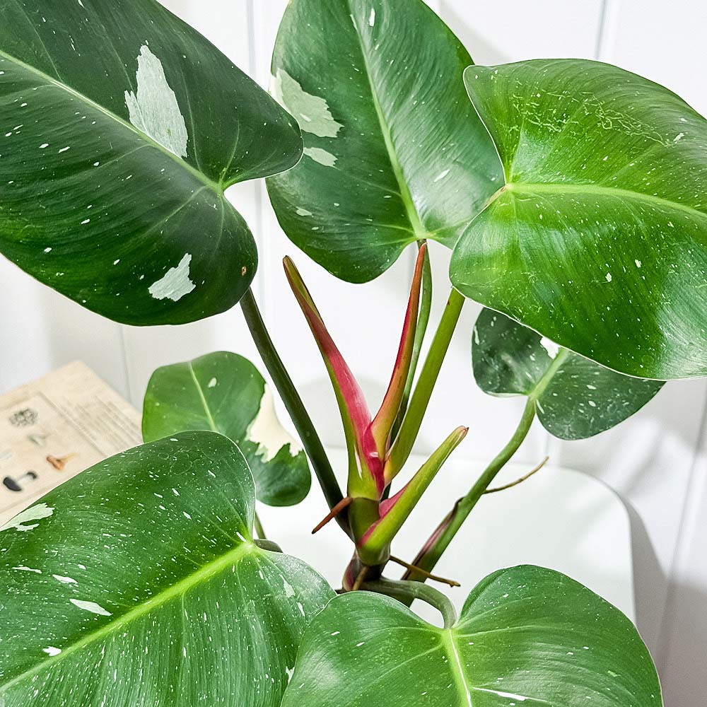 PLANCHU 観葉植物 フィロデンドロン ホワイトプリンセス 5号鉢 受け皿付き 育て方説明書付き Philodendron ‘White Princess’ アロイド