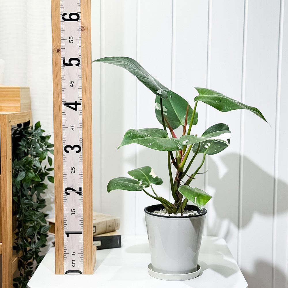 PLANCHU 観葉植物 フィロデンドロン ホワイトプリンセス 5号鉢 受け皿付き 育て方説明書付き Philodendron ‘White Princess’ アロイド