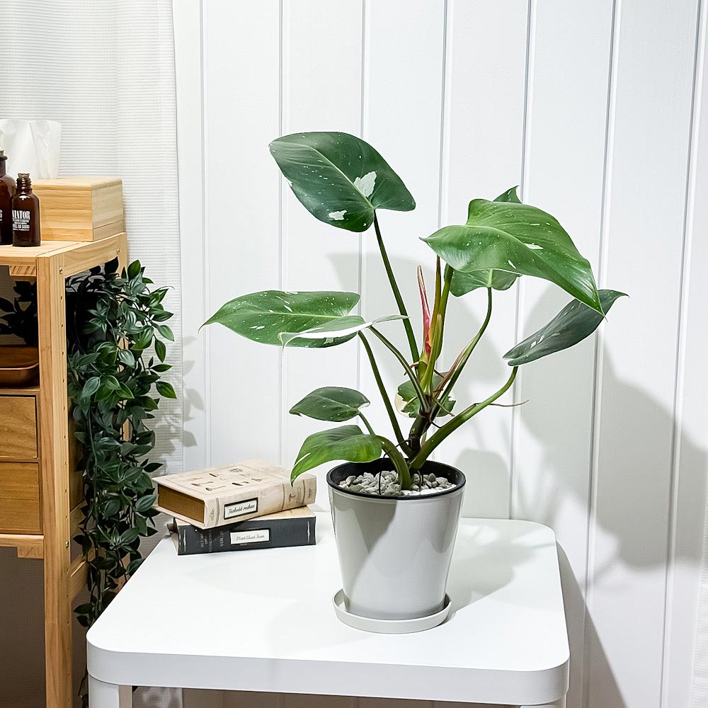 PLANCHU 観葉植物 フィロデンドロン ホワイトプリンセス 5号鉢 受け皿付き 育て方説明書付き Philodendron ‘White Princess’ アロイド