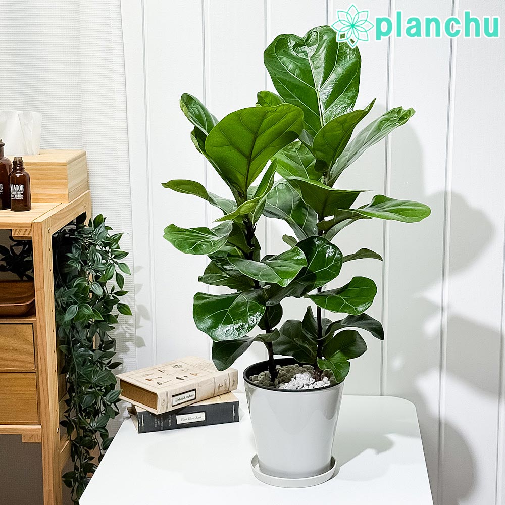 PLANCHU 観葉植物 フィカス リラータ 5号鉢 受け皿付き 育て方説明書付き Ficus lyrata カシワバゴムノキ ゴムノキ ゴムの木
