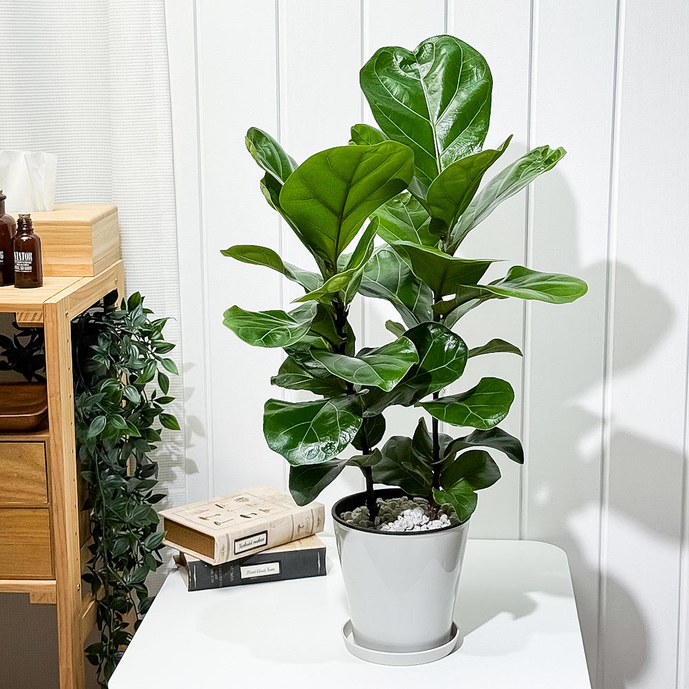 PLANCHU 観葉植物 フィカス リラータ 5号鉢 受け皿付き 育て方説明書付き Ficus lyrata カシワバゴムノキ ゴムノキ ゴムの木