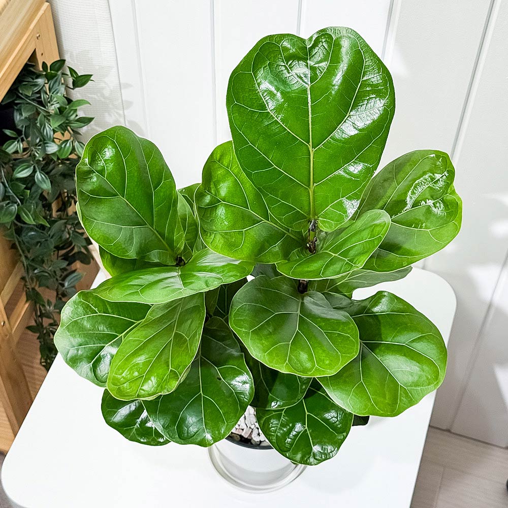 PLANCHU 観葉植物 フィカス リラータ 5号鉢 受け皿付き 育て方説明書付き Ficus lyrata カシワバゴムノキ ゴムノキ ゴムの木