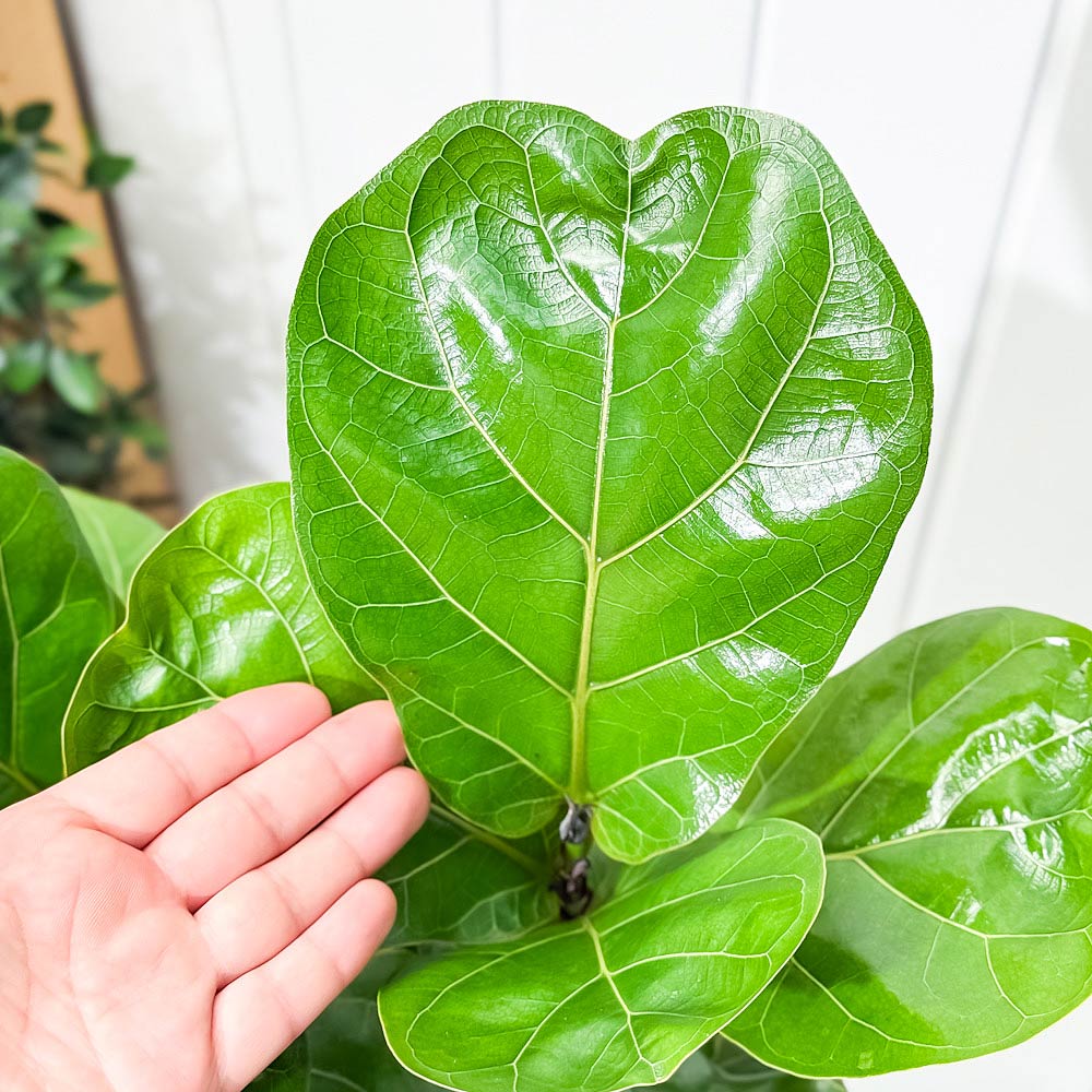 PLANCHU 観葉植物 フィカス リラータ 5号鉢 受け皿付き 育て方説明書付き Ficus lyrata カシワバゴムノキ ゴムノキ ゴムの木