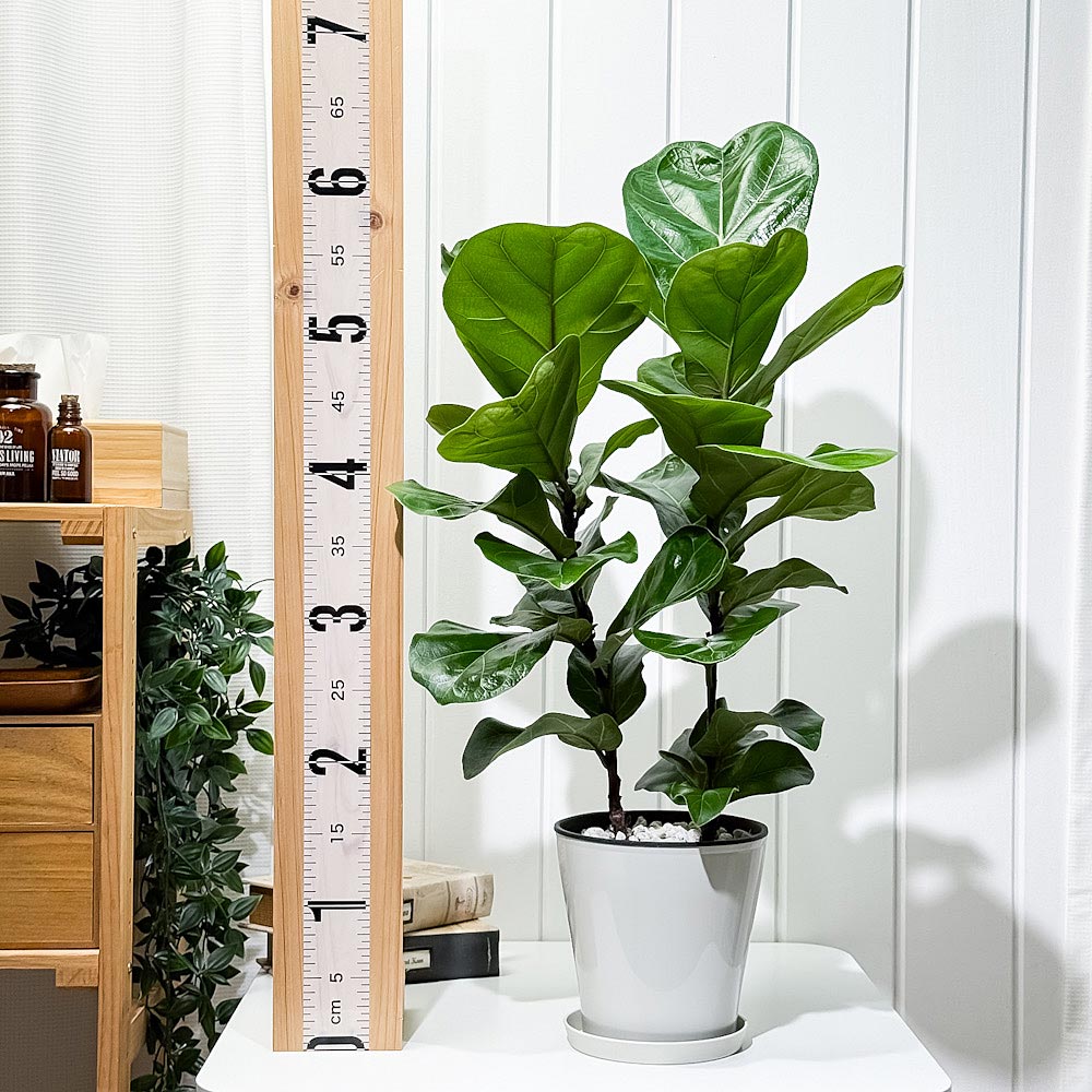 PLANCHU 観葉植物 フィカス リラータ 5号鉢 受け皿付き 育て方説明書付き Ficus lyrata カシワバゴムノキ ゴムノキ ゴムの木