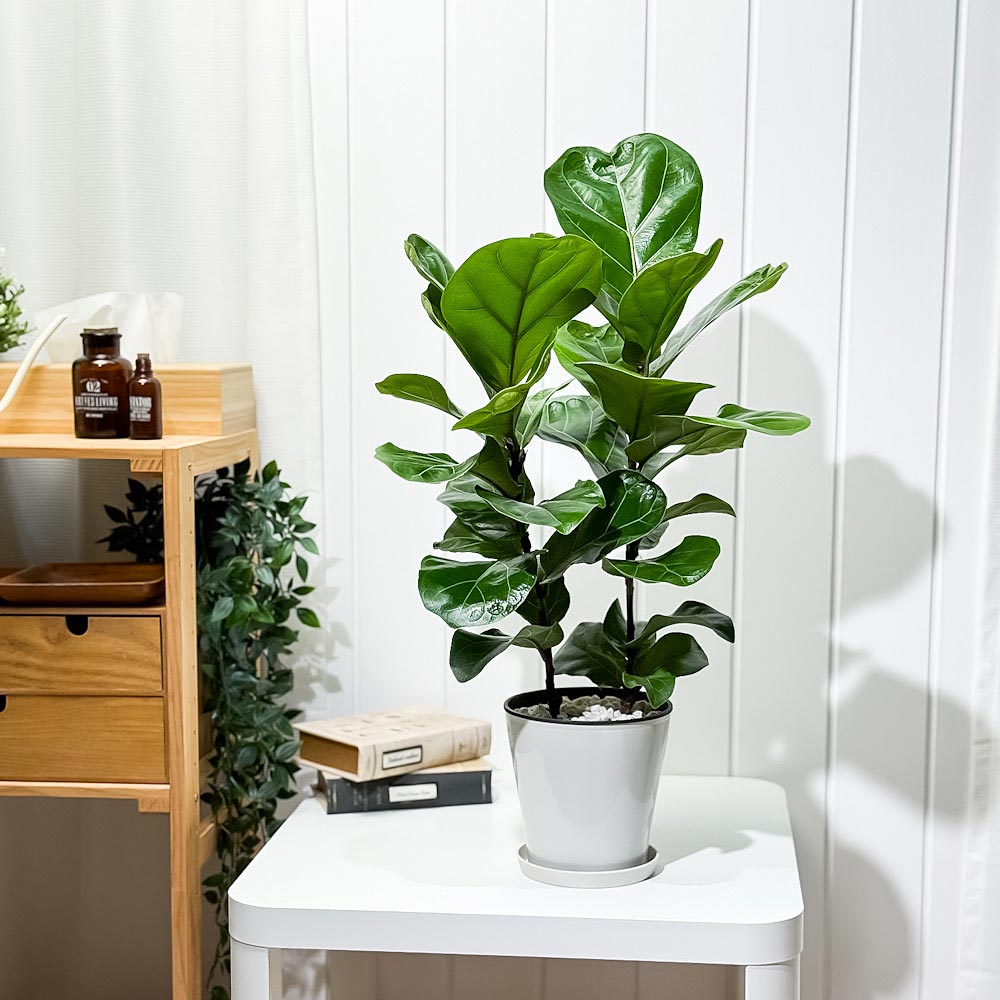 PLANCHU 観葉植物 フィカス リラータ 5号鉢 受け皿付き 育て方説明書付き Ficus lyrata カシワバゴムノキ ゴムノキ ゴムの木