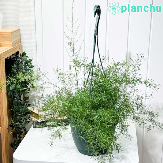 PLANCHU 観葉植物 アスパラガス スプレンゲリー 7号吊り鉢 育て方説明書付き Asparagus densiflorus ‘Sprengeri’ スギノハカズラ
